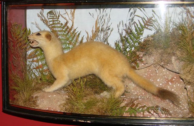 copstoat [640x480].jpg